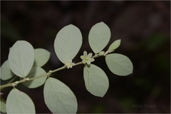Phyllanthus narayanswamii